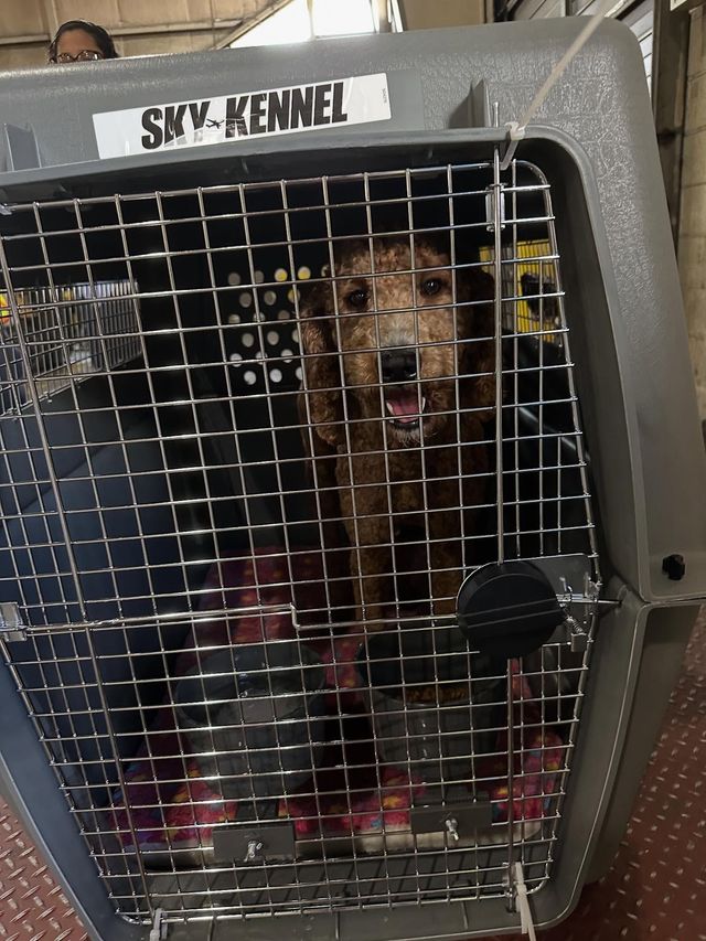 Dog in a grey SKY KENNEL, looking out through a wire door.