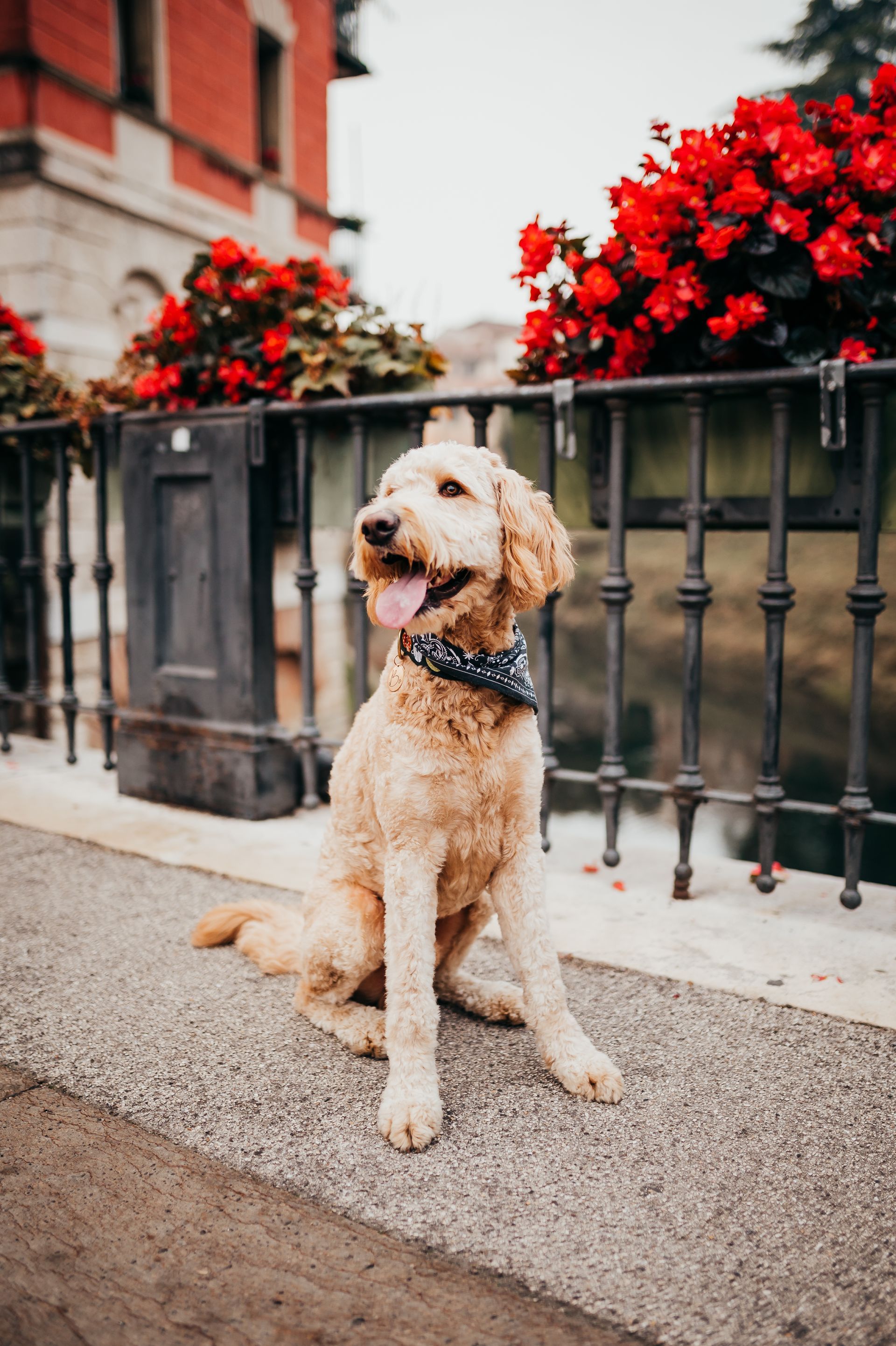 A dog is sitting on the sidewalk next to a fence.