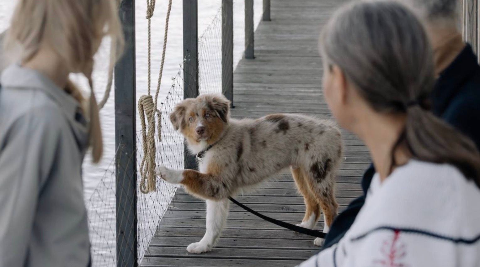 pet relocation charlotte nc pet relocation charlotte nc