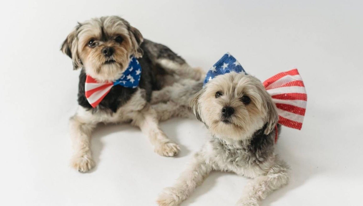 Two dogs wearing bow ties are laying next to each other on a white surface.