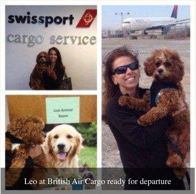 A woman is holding a dog in front of a sign that says swissport cargo service