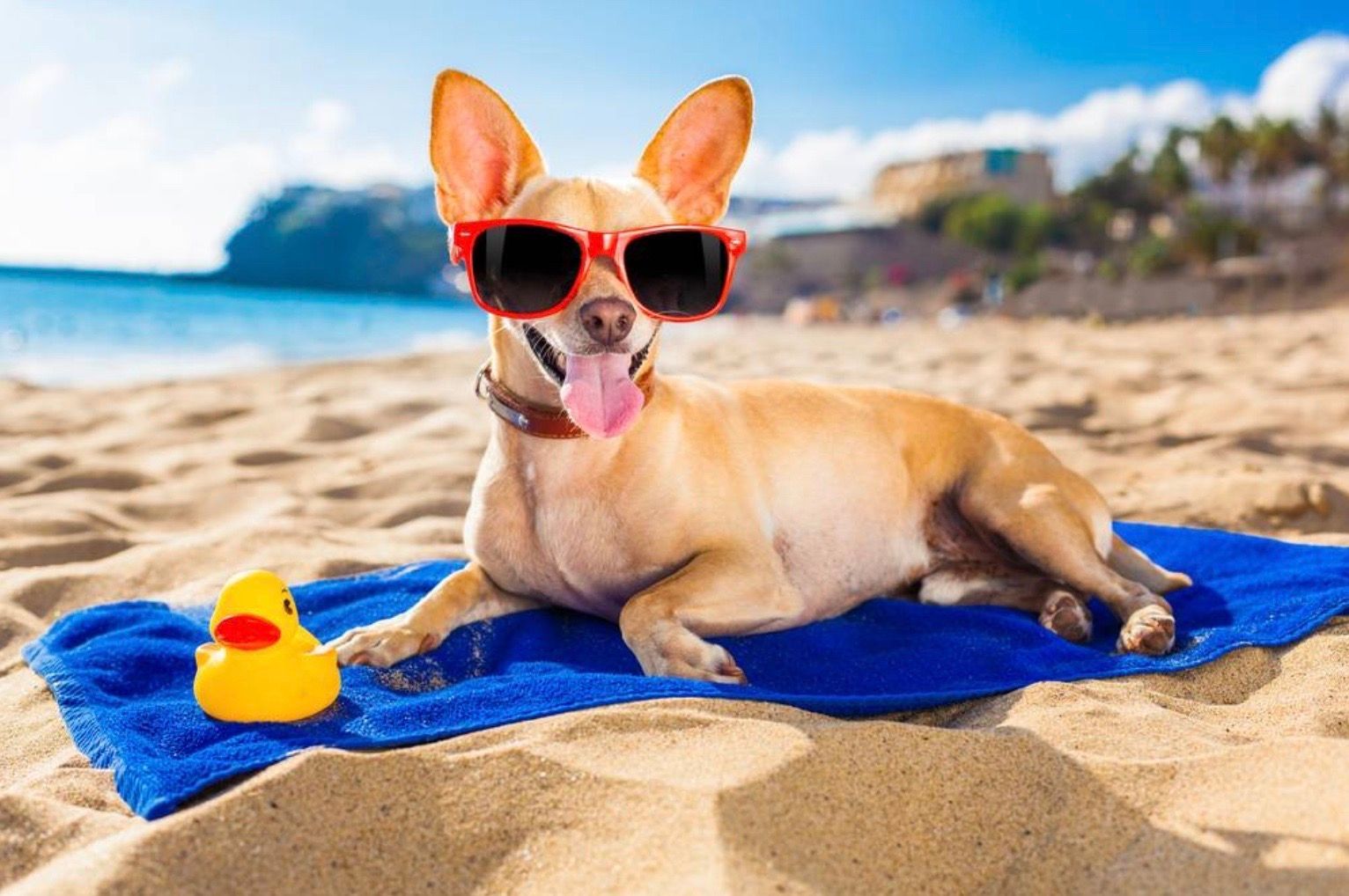 A small dog wearing sunglasses is laying on a towel on the beach.