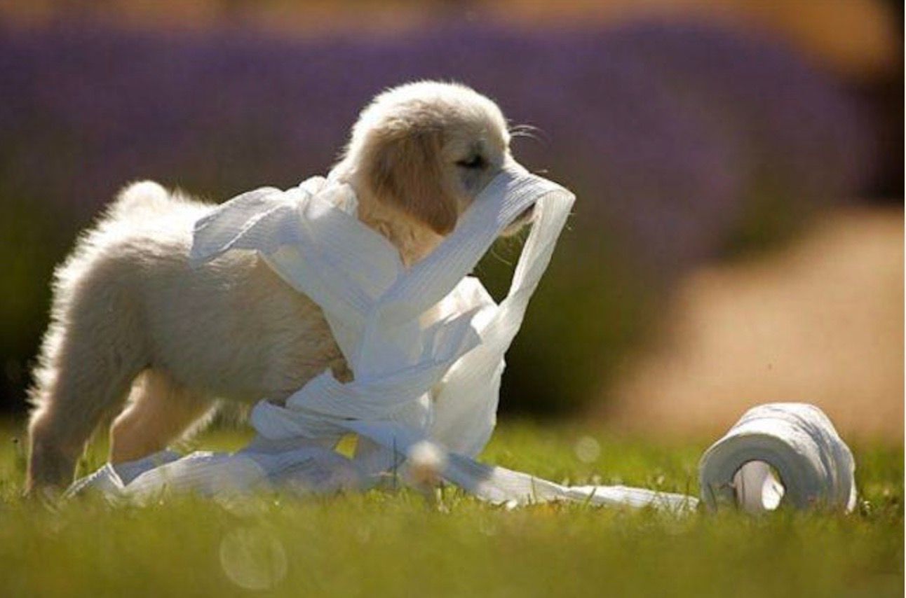 A puppy is playing with a roll of toilet paper in the grass.
