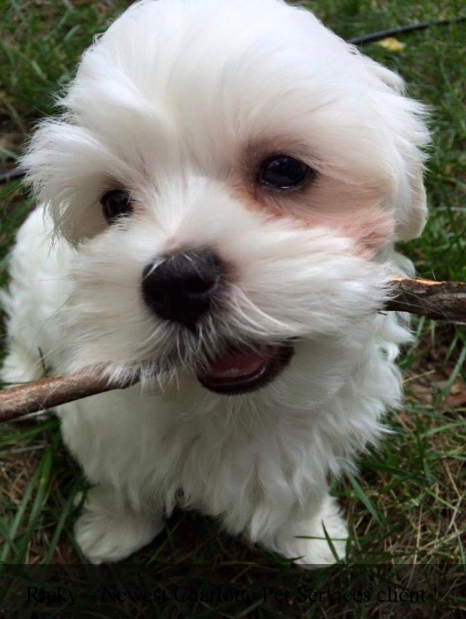 A white puppy is chewing on a stick in the grass.