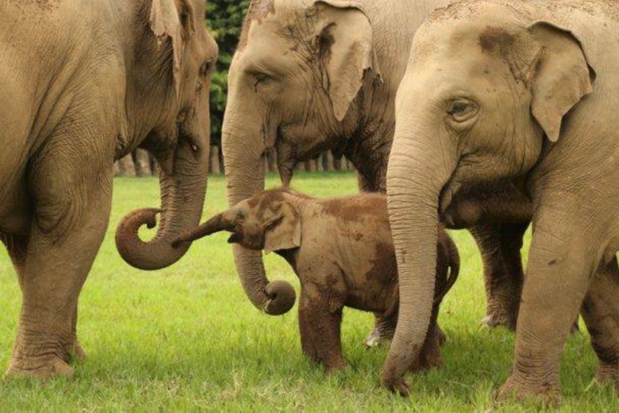 Three elephants standing next to each other in the grass