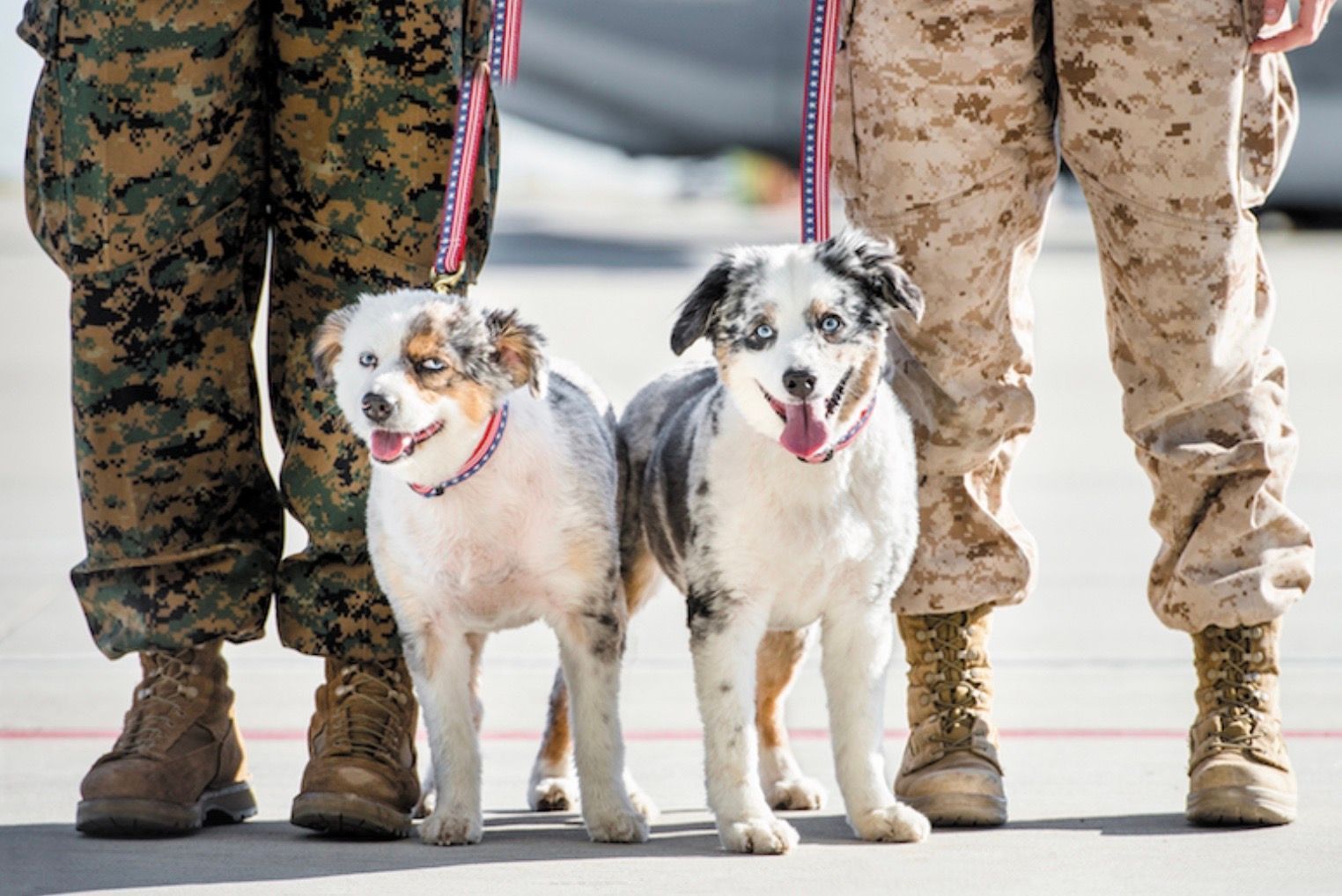 A couple of soldiers standing next to two dogs on leashes.