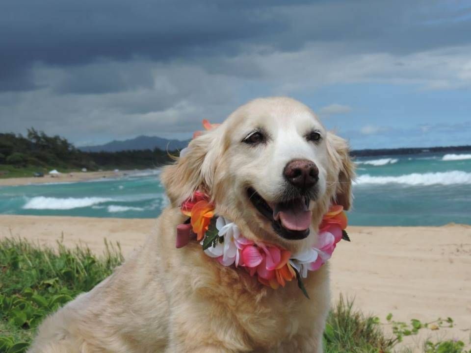 A dog wearing a lei is sitting on the beach.