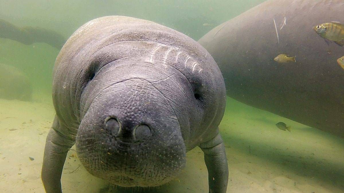 A manatee is swimming in the water and looking at the camera.