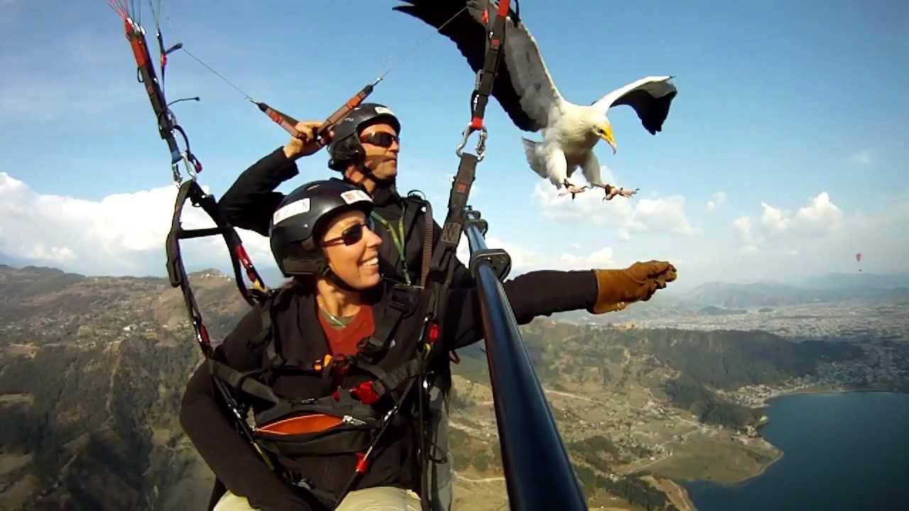 A man and a woman are parasailing with a bird flying behind them.