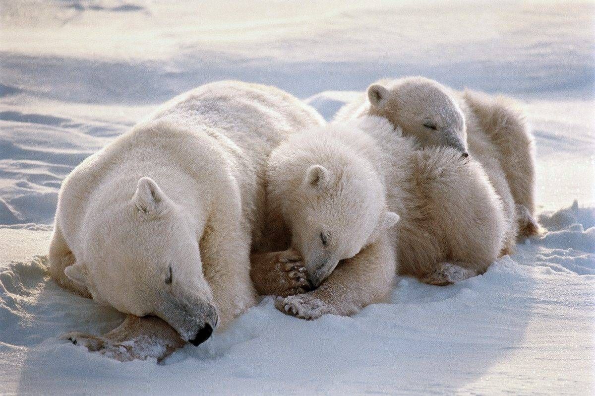 Three polar bears are sleeping in the snow.