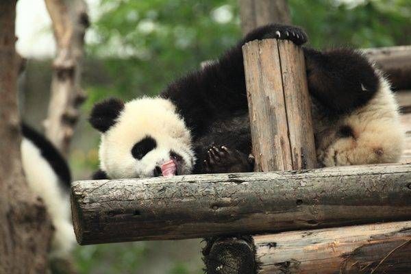 A panda bear is sleeping on a wooden post.