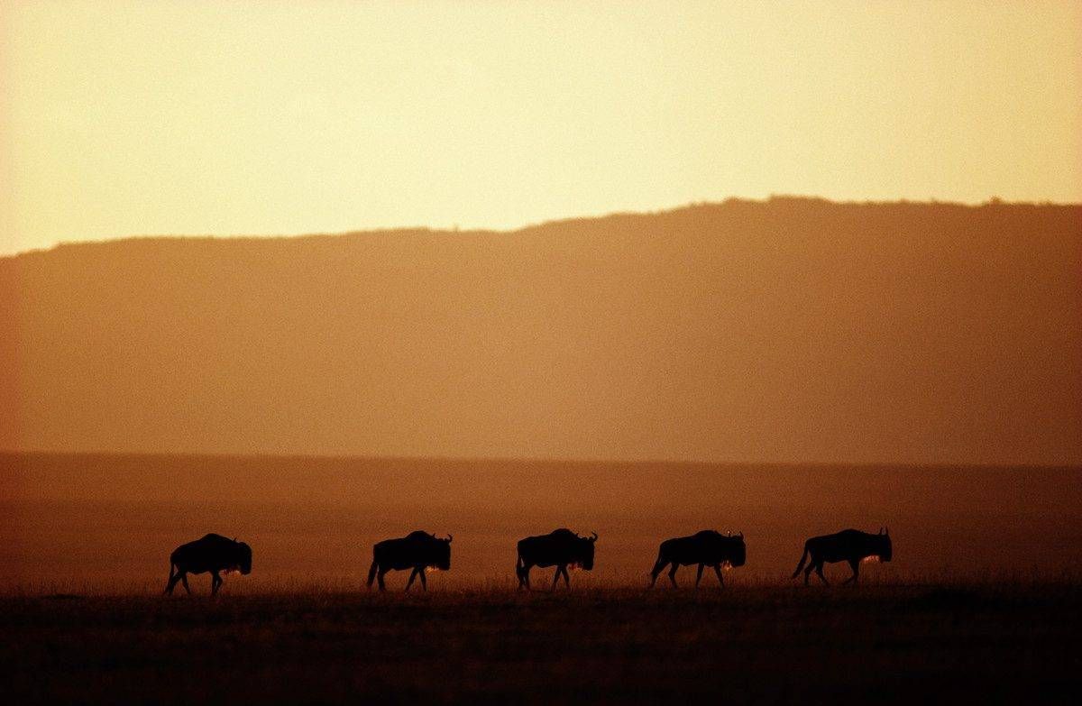 A herd of wildebeest grazing in a field at sunset.