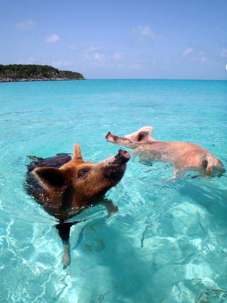A couple of pigs are swimming in the ocean