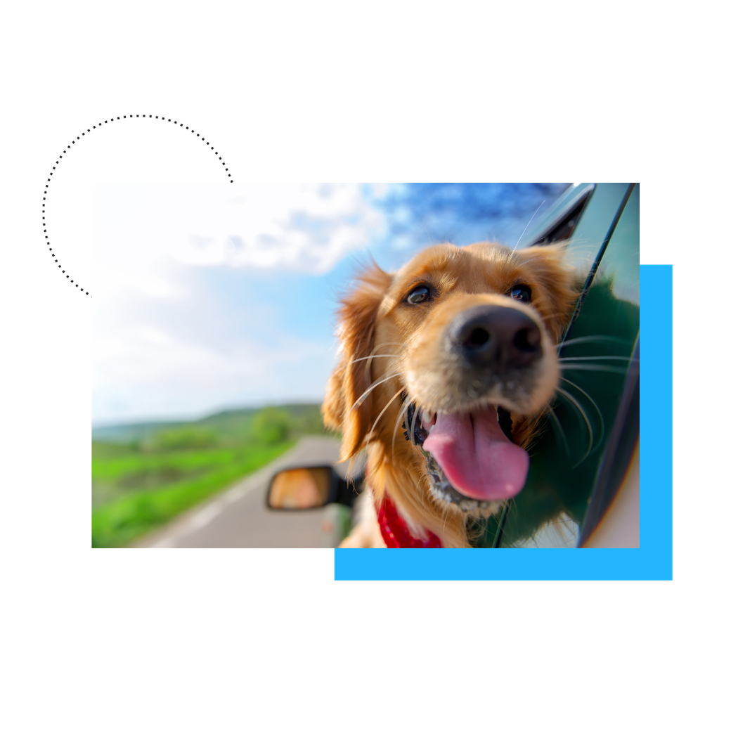 A dog is sticking its head out of a car window. A dog is sticking its head out of a car window.