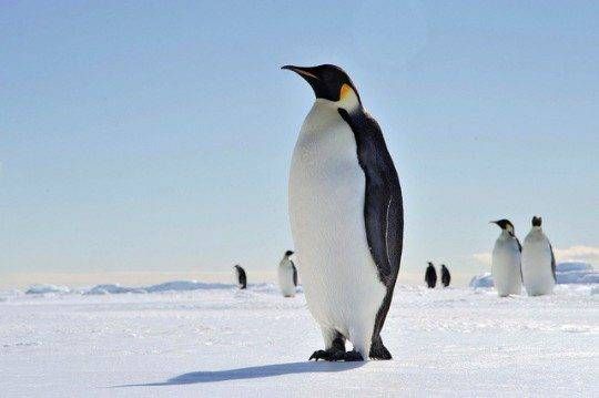 A group of penguins standing on top of a snow covered field