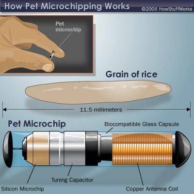 A diagram of how a pet microchip works.