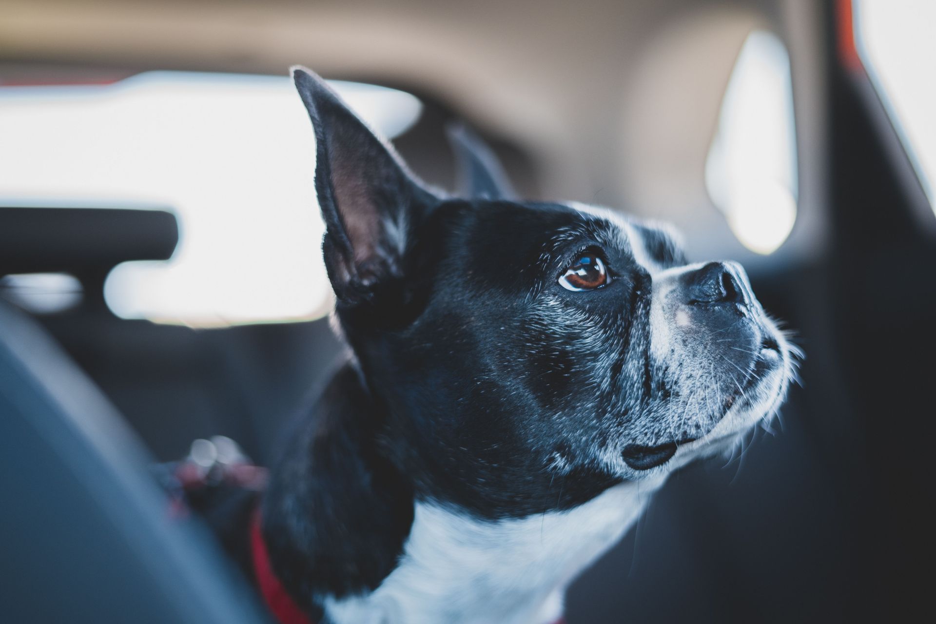 Boston Terrier, Brachycephalic Pet Travel