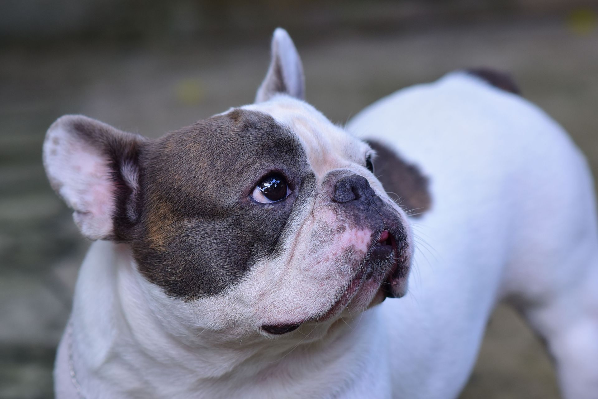 A brown and white dog is holding a blue card in its mouth.
