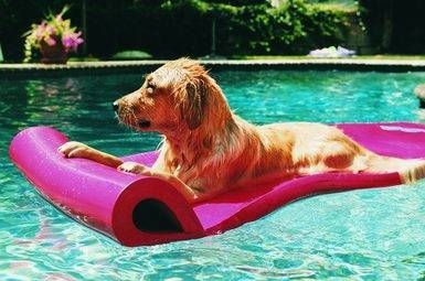 A dog is floating on a pink raft in a pool