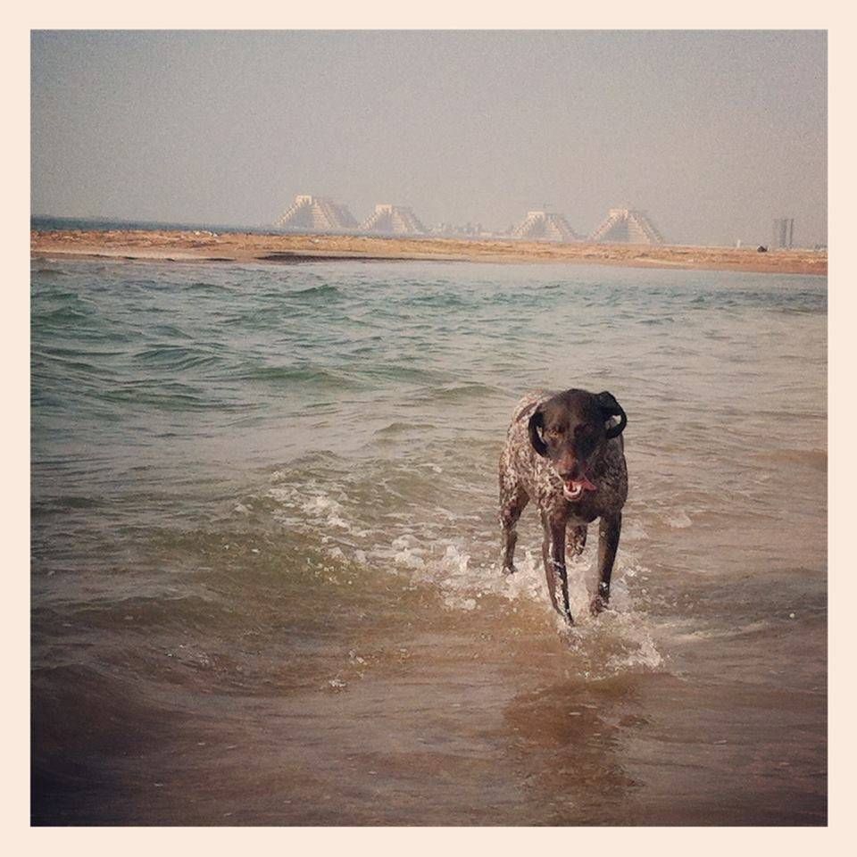 A dog is running in the water on a beach