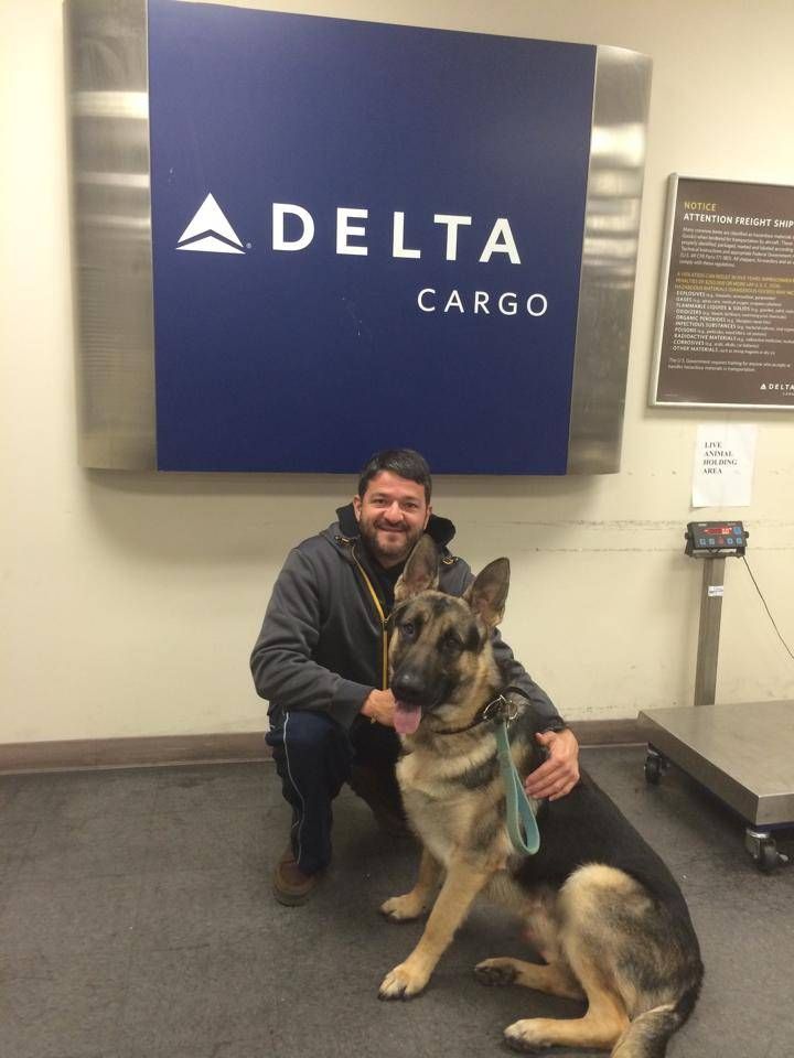 A man kneeling next to a german shepherd in front of a delta cargo sign