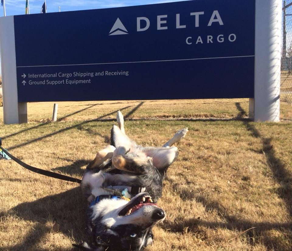 A dog on a leash in front of a delta cargo sign