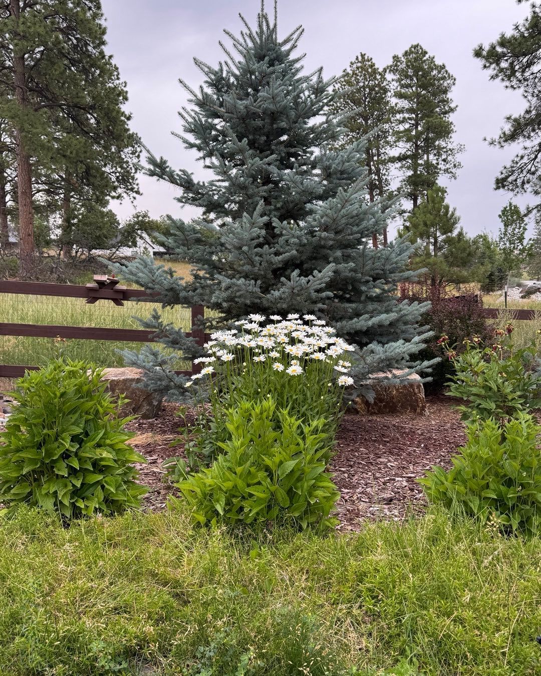 A blue spruce tree stands behind a patch of white daisies in a garden bed with a wooden fence in the background.
