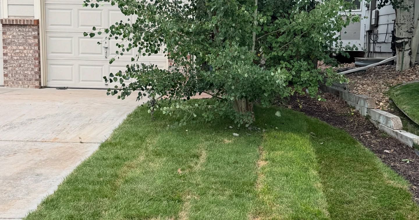 A small patch of grass beside a residential driveway, featuring a small tree and a stone garden border.