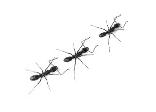  disinfestazione formiche​
