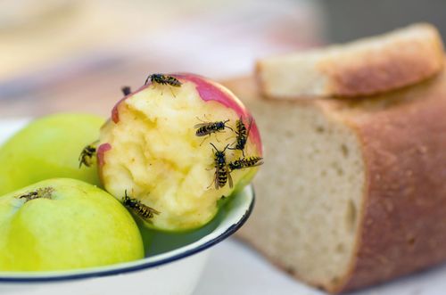 disinfestazione delle vespe e calabroni
