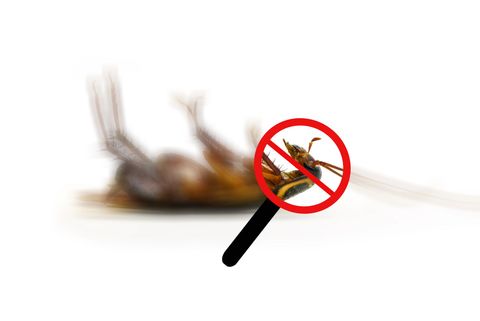 disinfestazione insetti