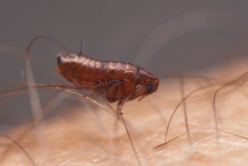 Disinfestazione da pulci e zecche