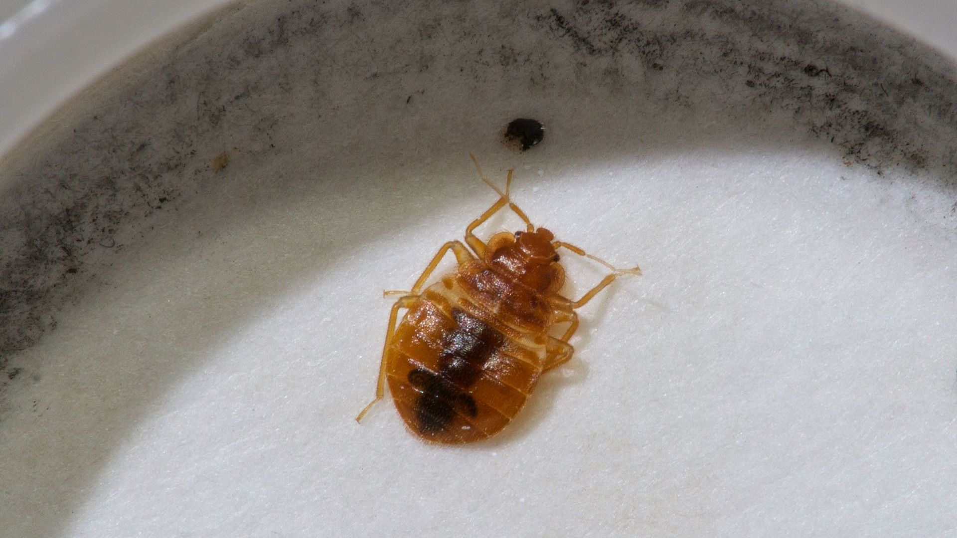 cimice da letto