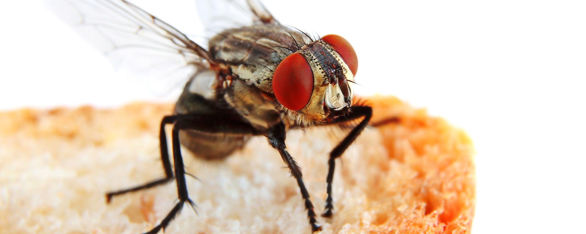Una comune mosca domestica con grandi occhi rossi posata su una fetta di pane bianco su uno sfondo bianco uniforme.