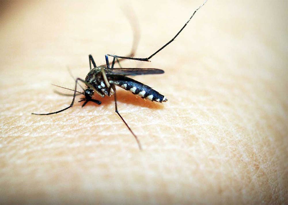 Primo piano di una zanzara nera con strisce bianche sul corpo e sulle zampe, posata sulla pelle umana.