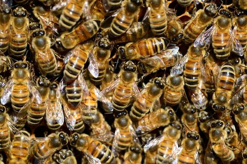disinfestazione delle vespe