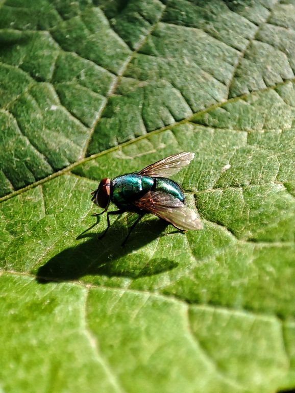 disinfestazione mosche