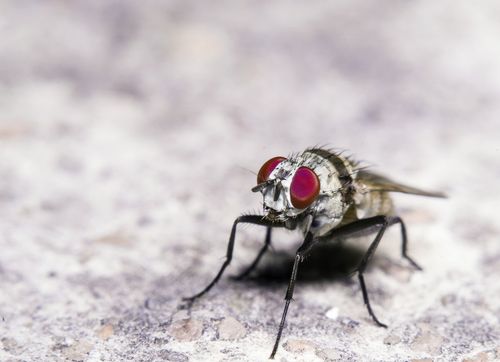 disinfestazione delle mosche