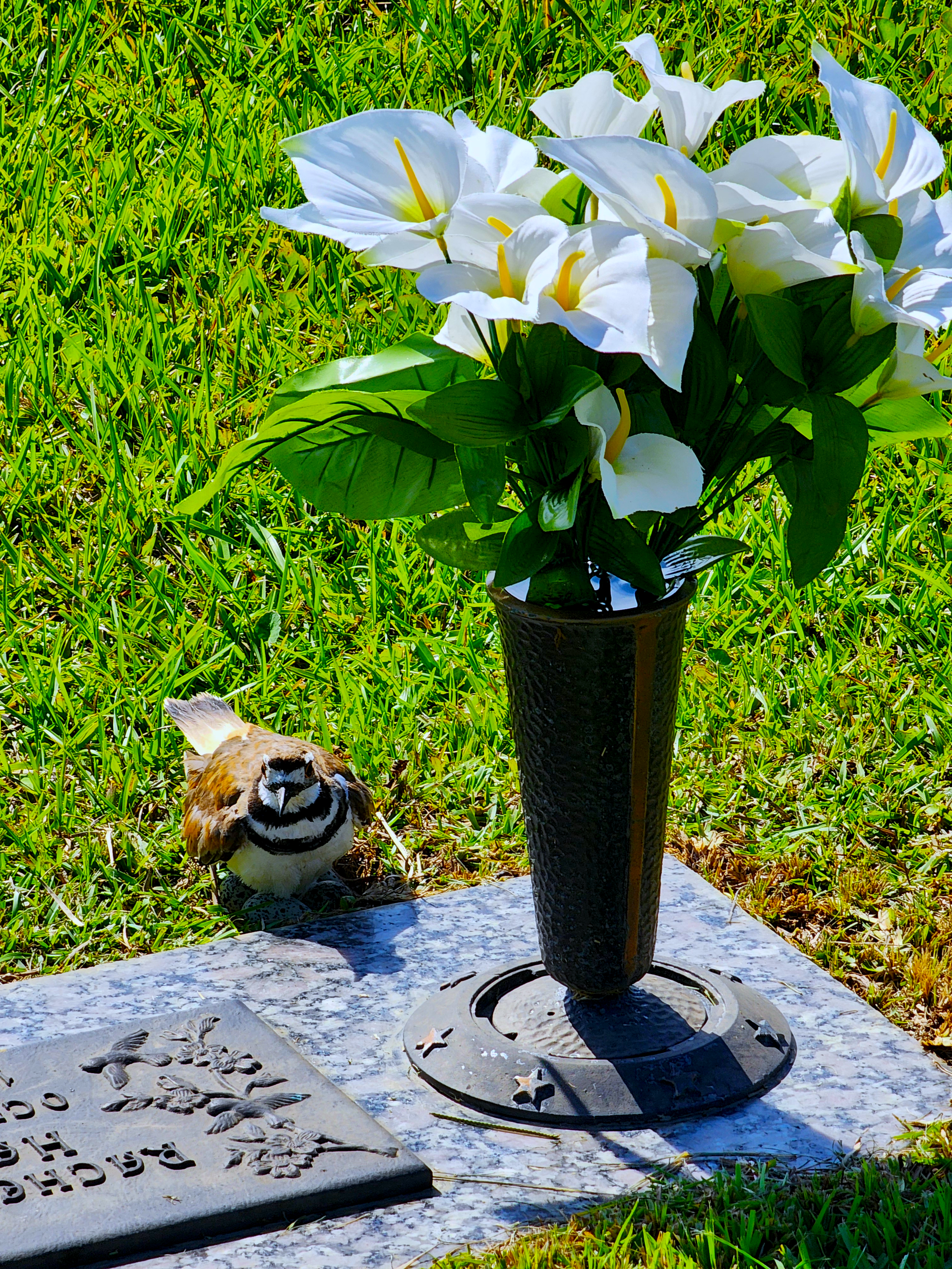 Local Mississippi wildlife make nests at Serene Memorial Gardens like this Killdeer resting on her eggs.