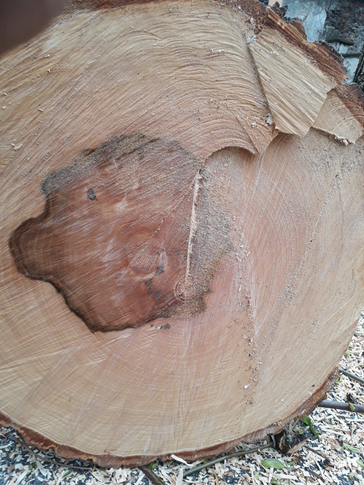 albero tagliato