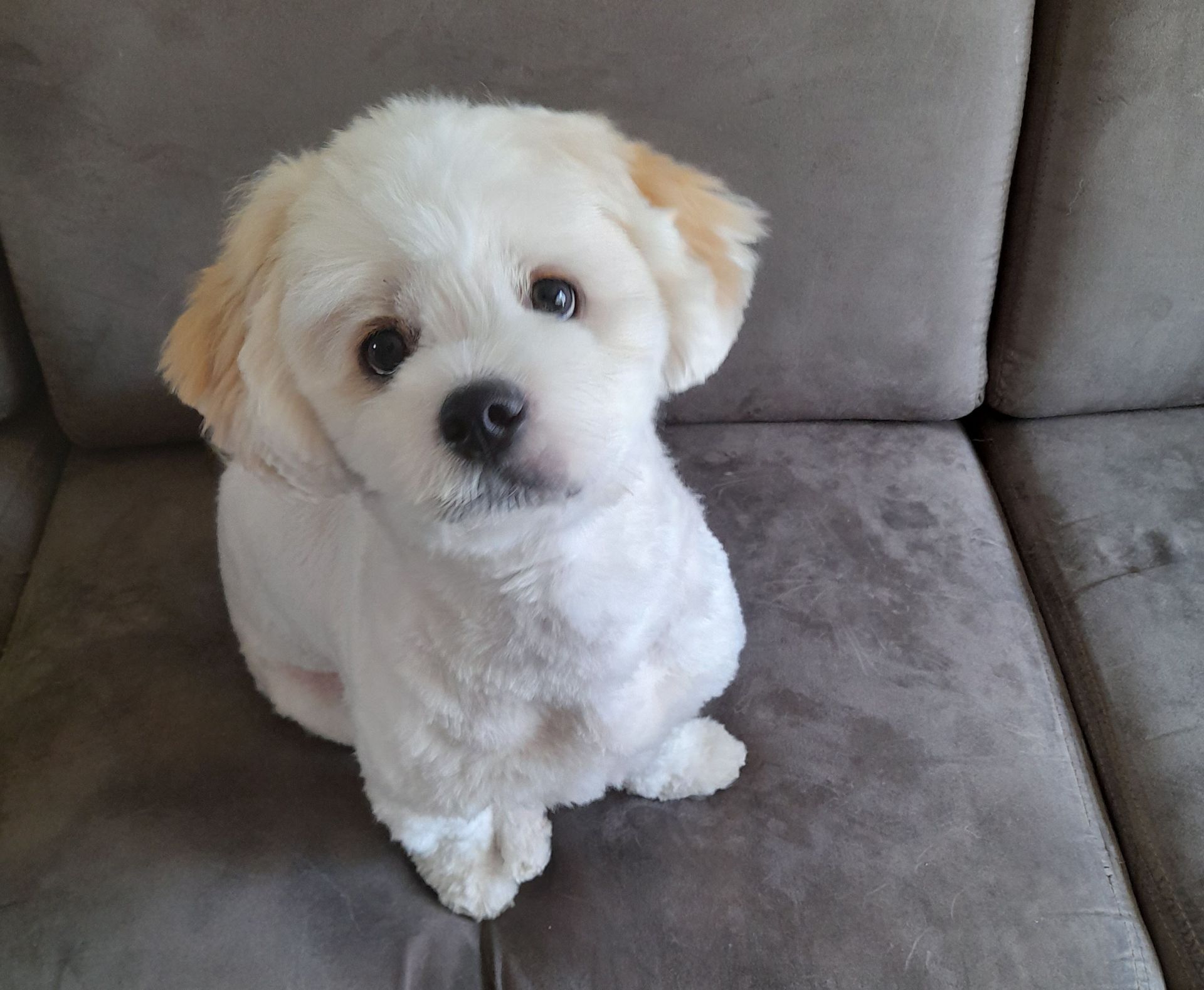 Oefenhond Beau