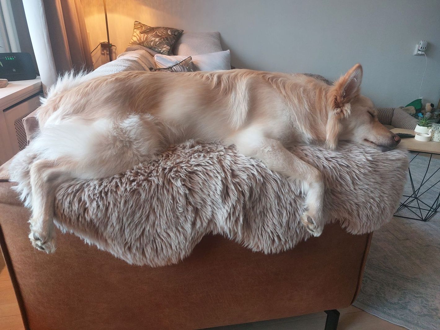 Oefenhond Koos, volledige ontspanning