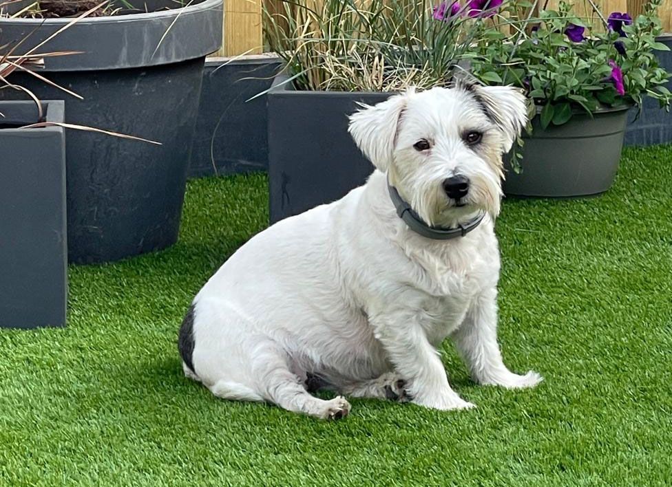 Oefenhond Sky