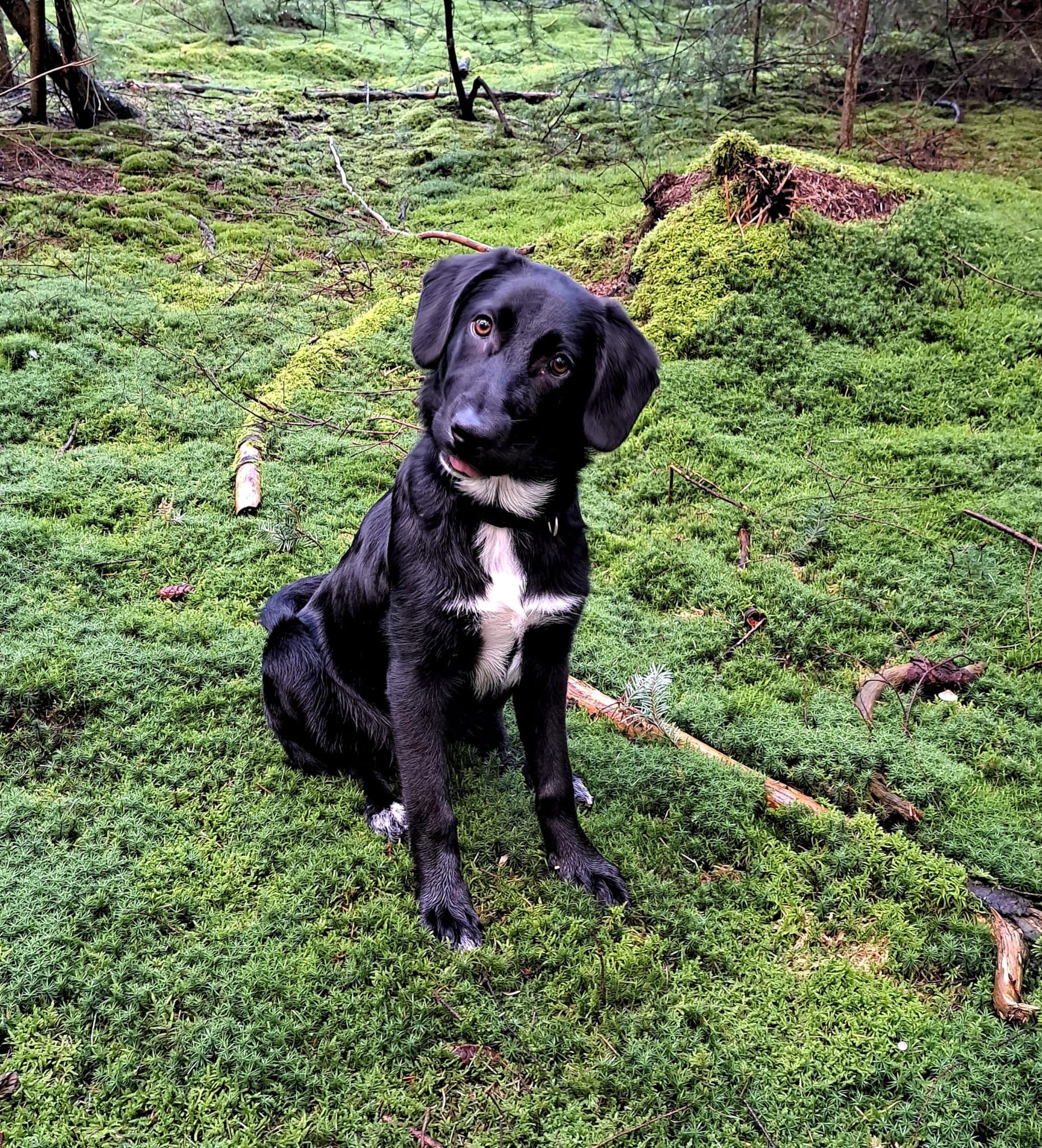 Hond in niveau 2