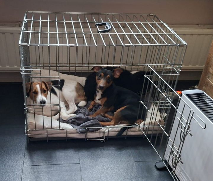Oefenhond Vinny, met zijn maatjes Rockey en Shadow
