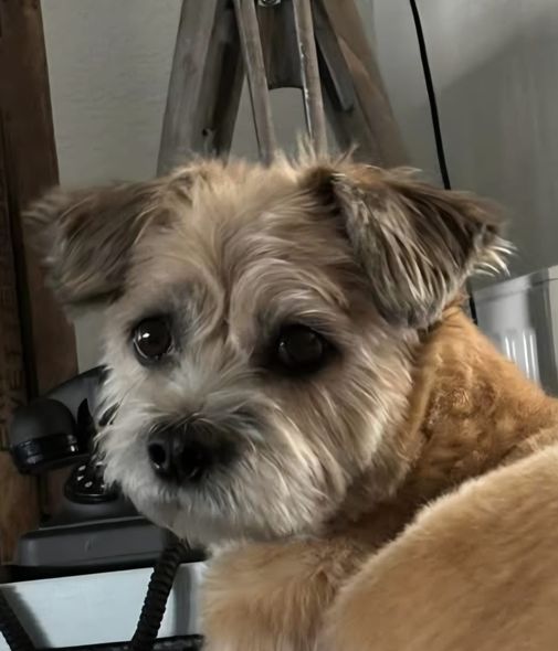 Oefenhond Woezel
