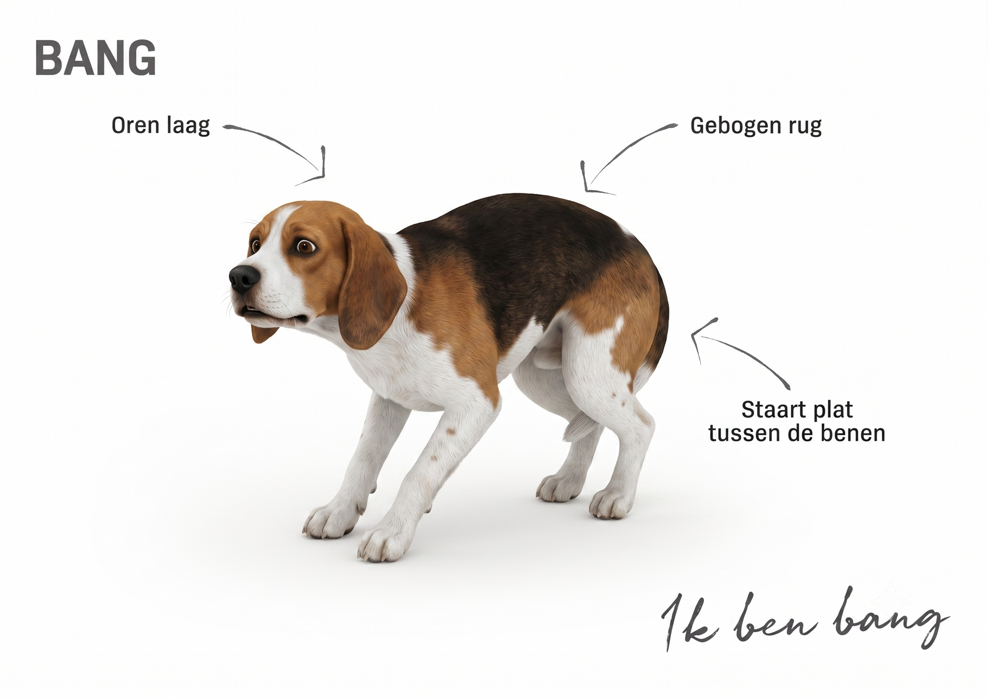 Angstige hond