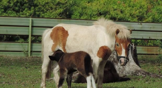 October 2013 Foal Crop have arrived!