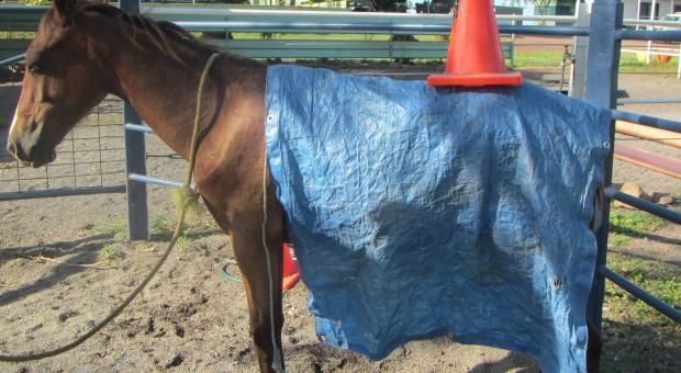Horses in Training