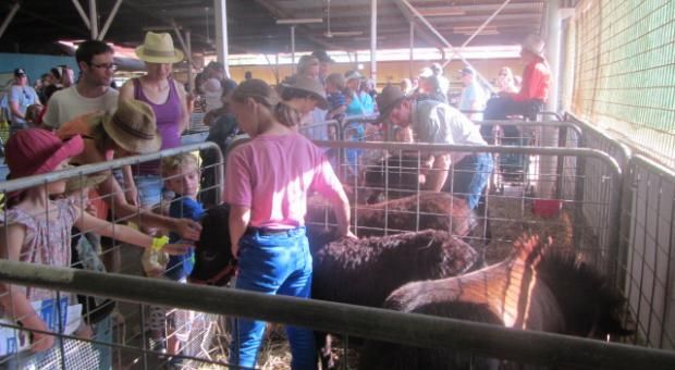 Royal Darwin Show 2014